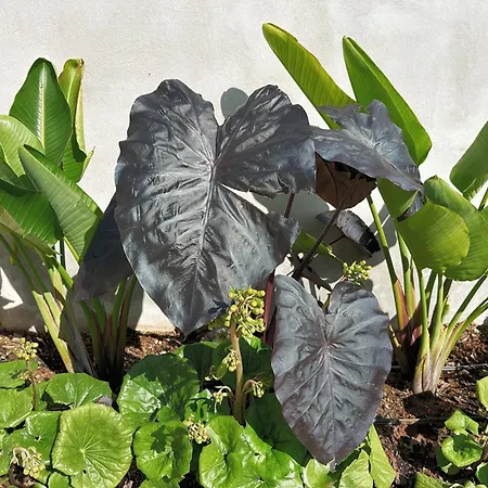 Casa L, Ocean View Pool Вилла